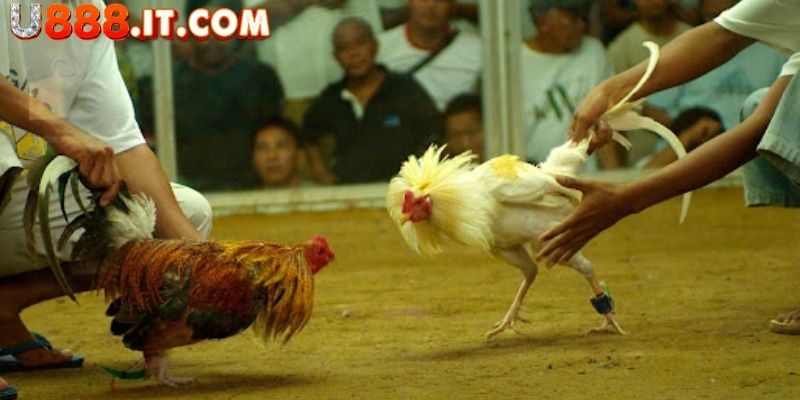 Đá Gà Philippines Tại U888 - Mãn Nhãn Với Trận Đấu Hấp Dẫn 4 Xem xét và đánh giá tình hình của trận đấu Philippines