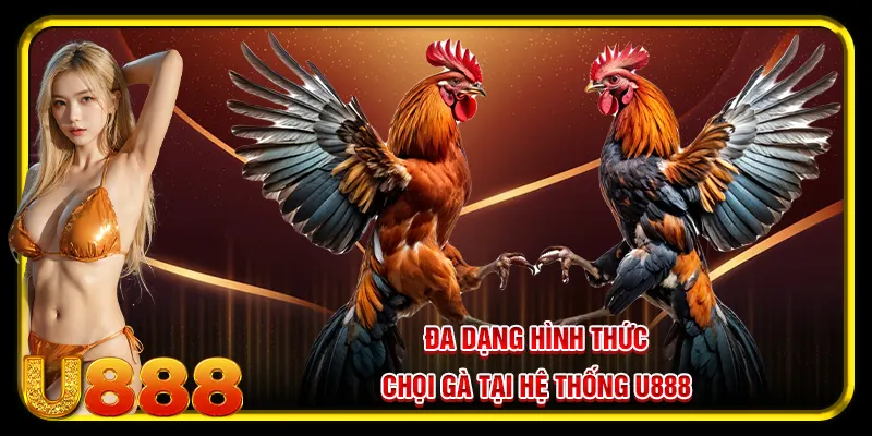 Đa dạng hình thức chọi tại hệ thống đá gà U888